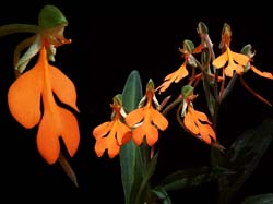 habenaria_rhodocheila_cd