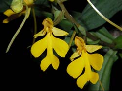 habenaria_rhodocheila_gelb_cd