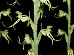 habenaria_spec._ws_cd