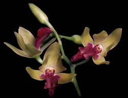 hagsatera_rossiloi