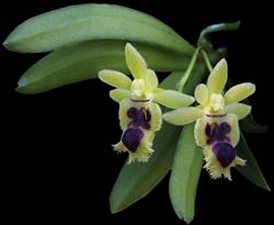 haraella_odorata_cd