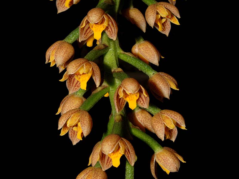 Lueddemannia_striata_ws_cd