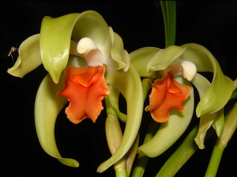 Lycaste_Ida _cinnabarina_ws_cd