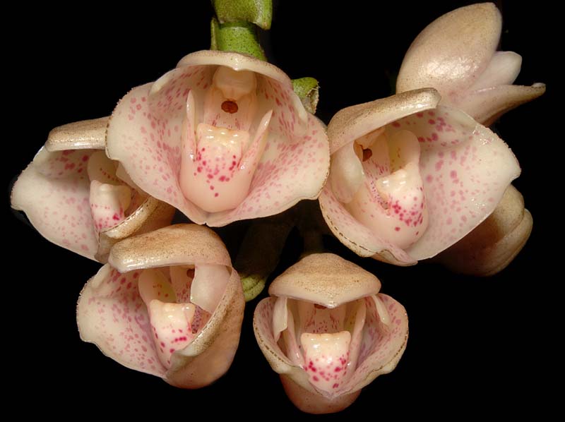 Lycomormium_fiskei_cd_ws