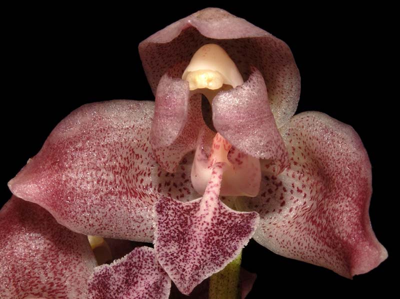 lacaena_spectabilis_ws_cd