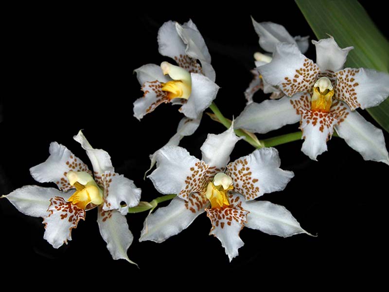 lemboglossum_apterum2_cd