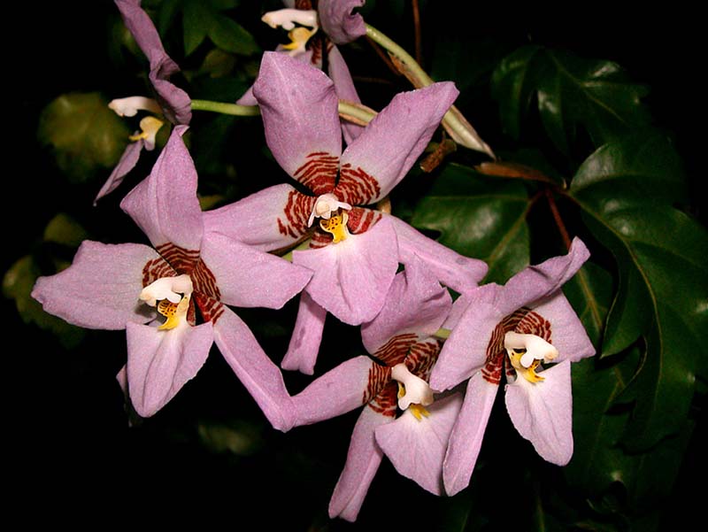lemboglossum_cervantesii_rosea