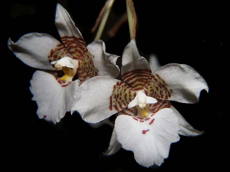 lemboglossum_cervantesii_weiß3_cd