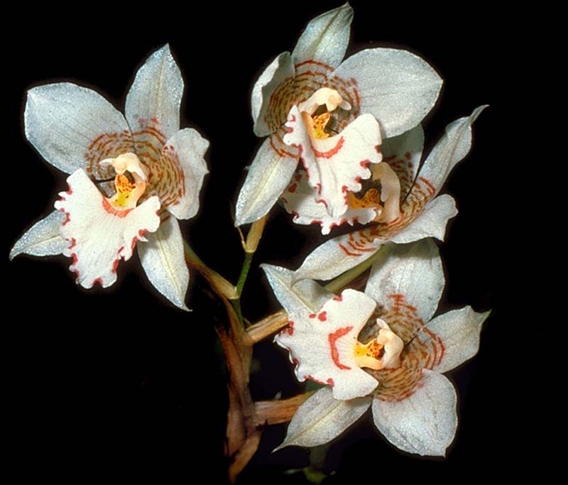 lemboglossum_cervantesii_weiß_cd