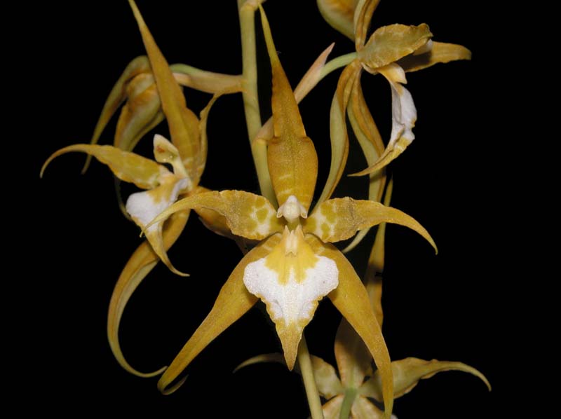 lemboglossum_cordatum_album_ws_cd