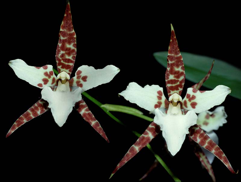 lemboglossum_humeanum_cd