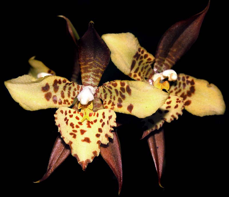 lemboglossum_maculatum3_cd
