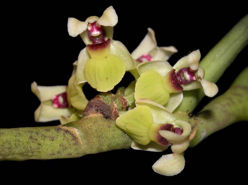 luisia_spec_phil_ws_cd
