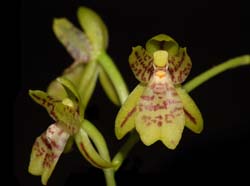 Leochilus_scriptus_ws_cd