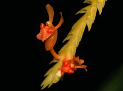 Liparis_gibbosa_ws_cd