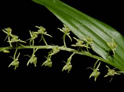 Liparis_viridiflora_ws_cd
