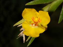 Lockhartia_parthenocomos_ws_cd