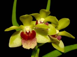 Luisia Psyche x Christensonia vietnamenica_WS_cd