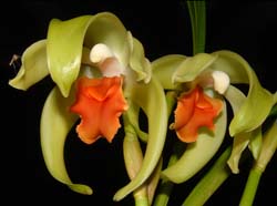 Lycaste_Ida _cinnabarina_ws_cd