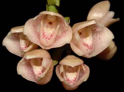 Lycomormium_fiskei_cd_ws