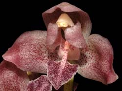 lacaena_spectabilis_ws_cd