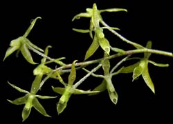 lanium_avicola_cd