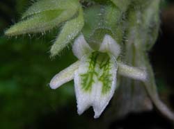 lankestrella_oligantha_ws_cd