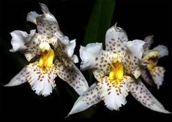 lemboglossum_apterum_cd