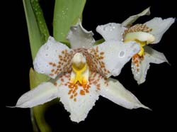 lemboglossum_apterum_ws_cd