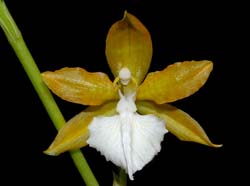 lemboglossum_bictoniense_album_ws_cd
