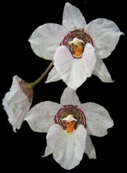 lemboglossum_cervantesii_weiß2_cd