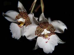 lemboglossum_cervantesii_weiß3_cd