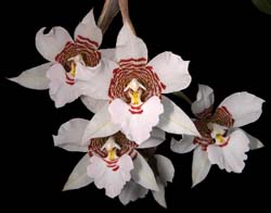 lemboglossum_cervantesii_weiß4_cd