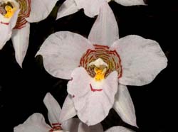 lemboglossum_cervantesii_weiß5_cd