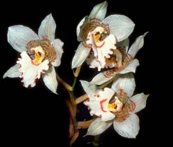 lemboglossum_cervantesii_weiß_cd