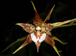 lemboglossum_cordatum4_cd