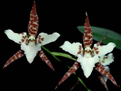 lemboglossum_humeanum_cd