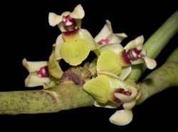 luisia_spec_phil_ws_cd