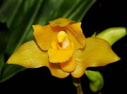 lycaste_bradeorum2_cd