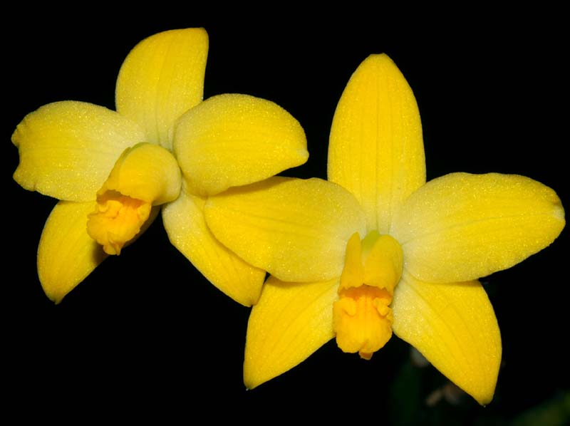 Laelia_briegeri_ws_cd