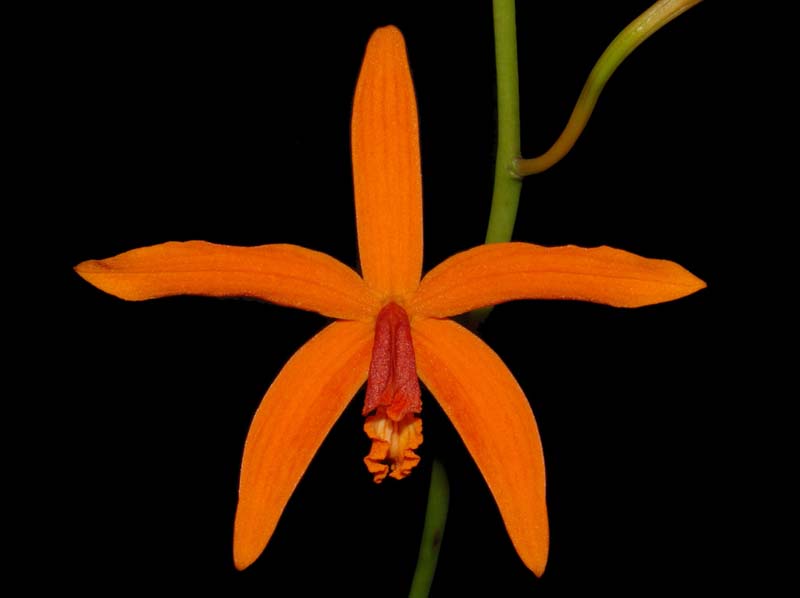 Laelia_kautskyana_WS_cd