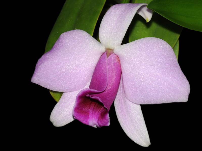 Laelia_pumila_Praestans_IP_cd