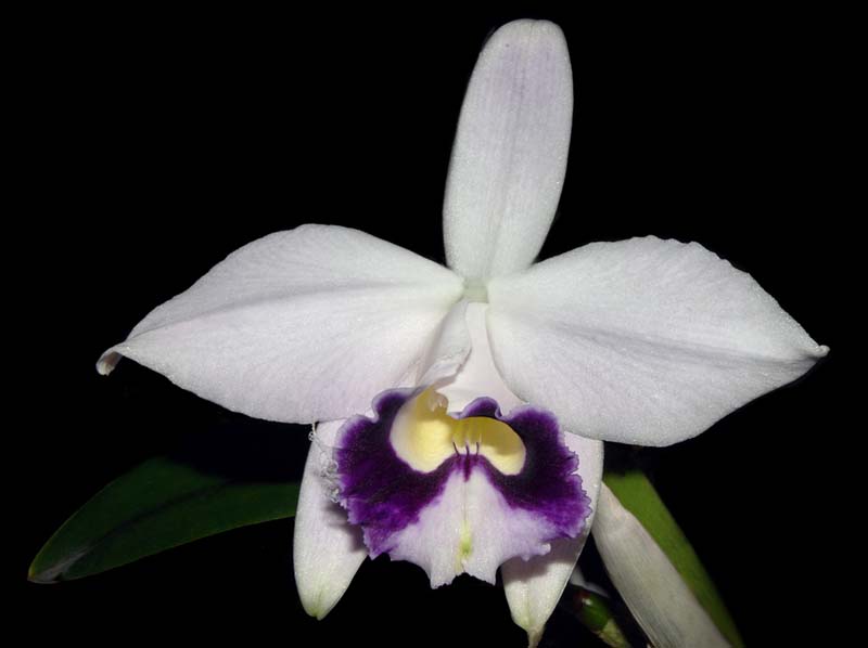 Laelia_pumila_sa_coerulea_ws_cd