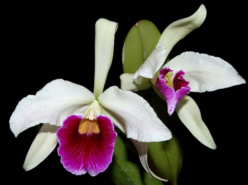 laelia purpurata tipo 'norberto' x l.p. carnea