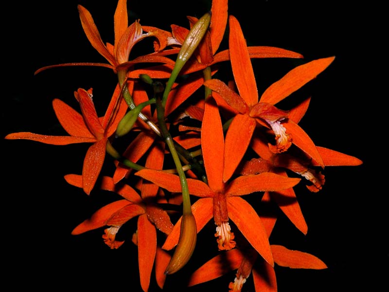 laelia sanguiloba 2