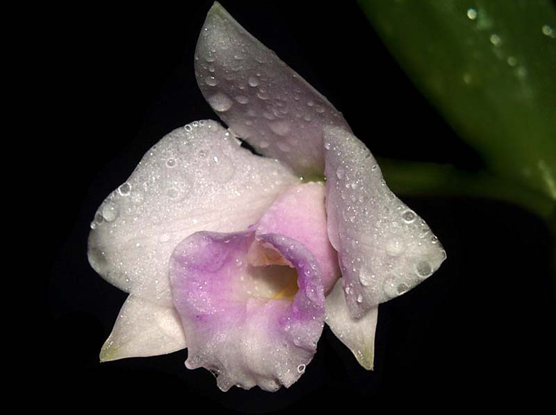 laelia_alaorii_cd