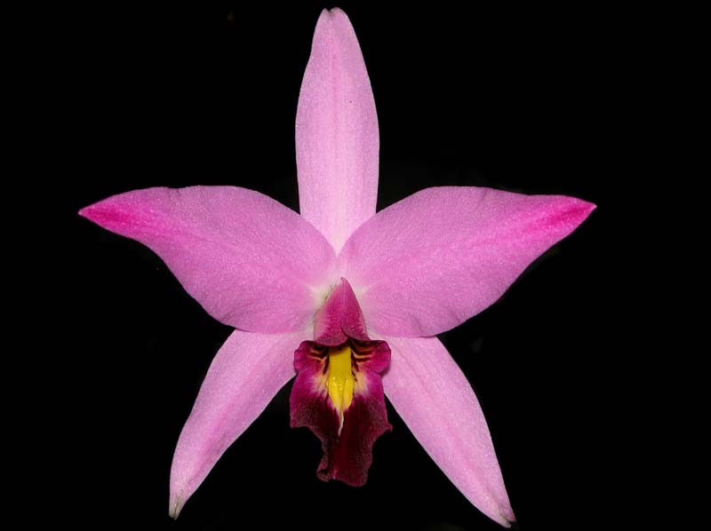 laelia_anceps2_cd