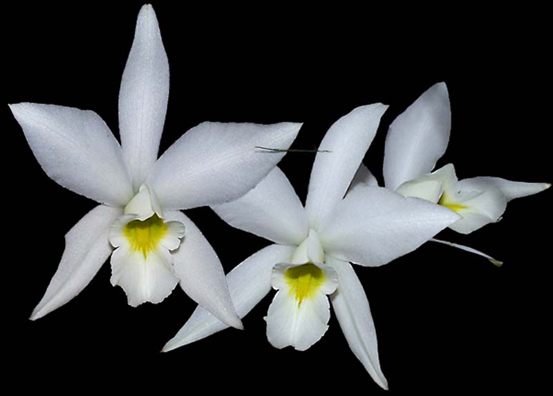 laelia_anceps_alba_cd