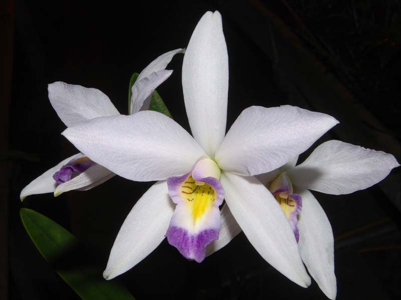 laelia_anceps_veitchiana2_ws_cd