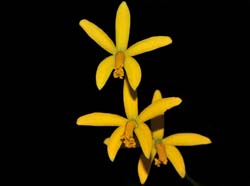 Laelia_blumenscheinii_IP_cd